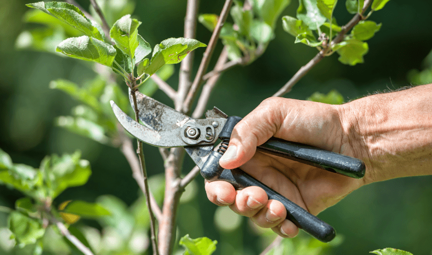 Tree Trimming